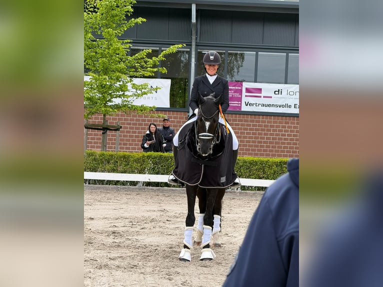 Caballo alemán Caballo castrado 8 años 173 cm Morcillo in Niederkrüchten