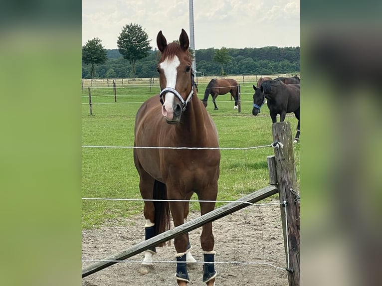 Caballo alemán Caballo castrado 8 años 174 cm Alazán in Paderborn