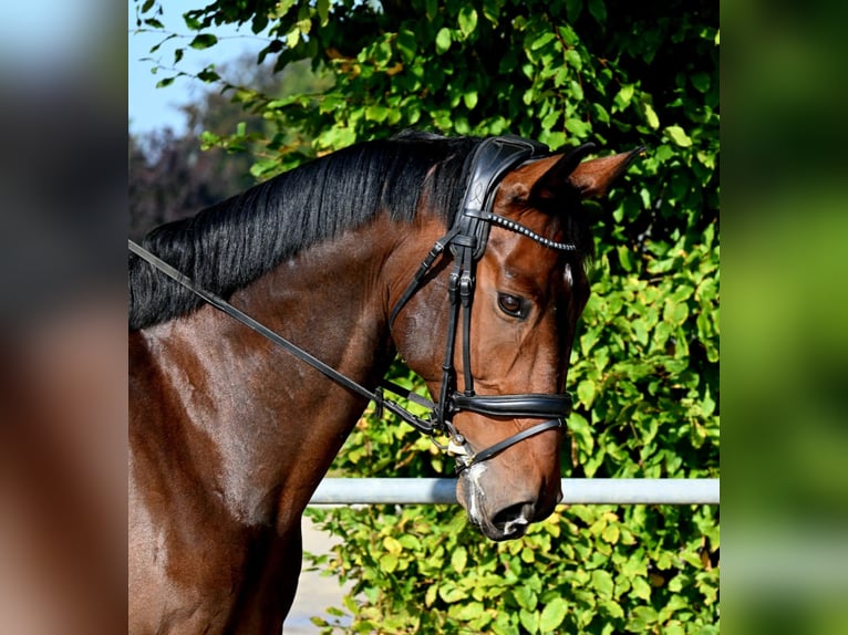 Caballo alemán Caballo castrado 8 años 175 cm Castaño oscuro in Ascheberg