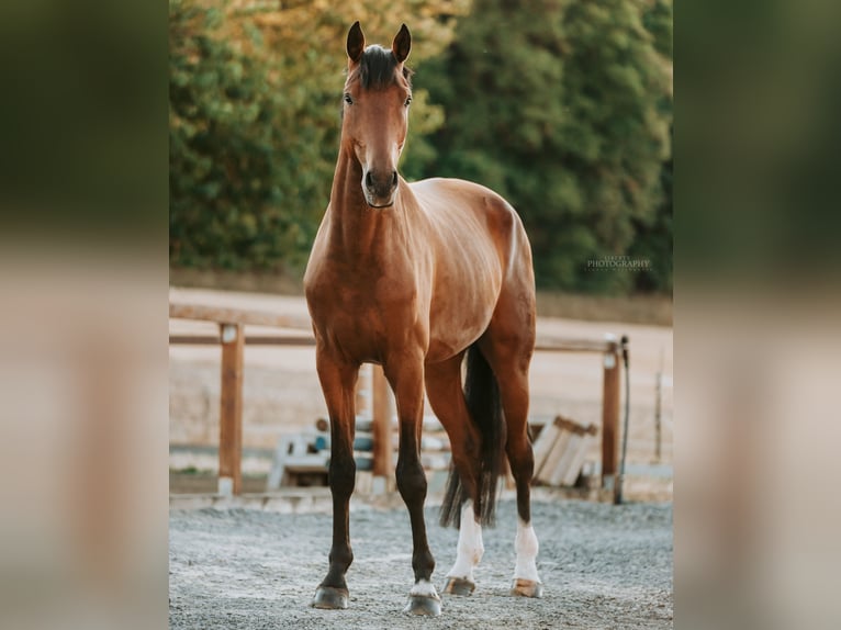 Caballo alemán Caballo castrado 8 años 179 cm Castaño in Stockheim
