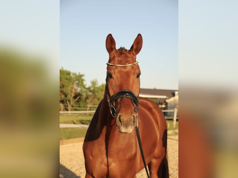 Caballo alemán Caballo castrado 8 años 180 cm Alazán in Aurach