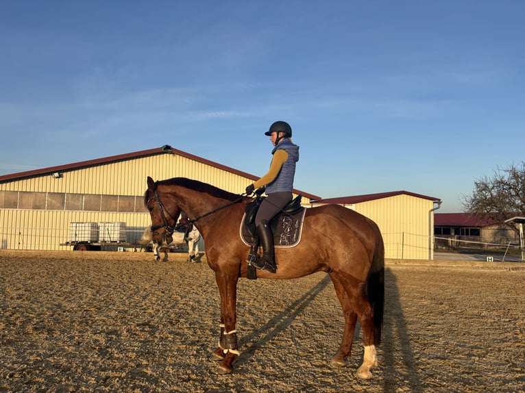 Caballo alemán Caballo castrado 8 años 180 cm Alazán in Aurach