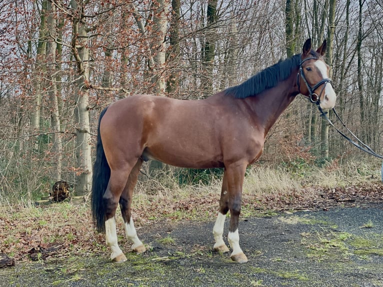 Caballo alemán Caballo castrado 9 años 164 cm Castaño in Overath