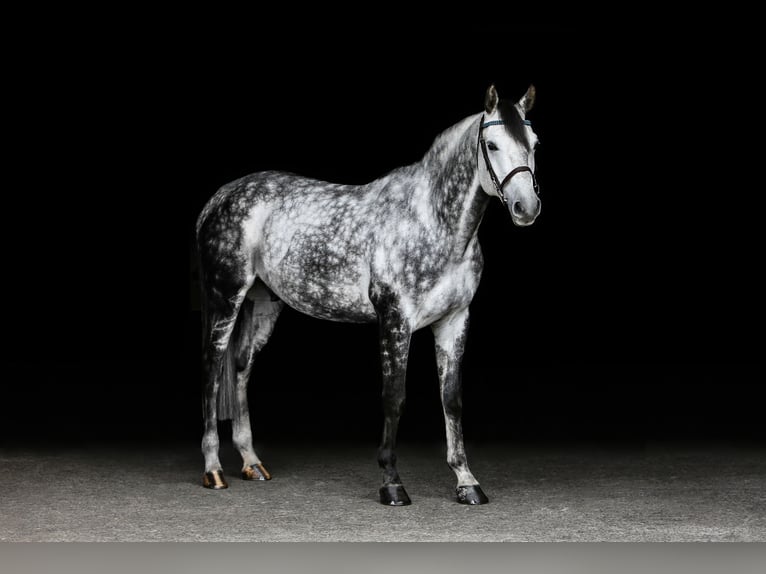 Caballo alemán Caballo castrado 9 años 168 cm Tordo rodado in Poxdorf