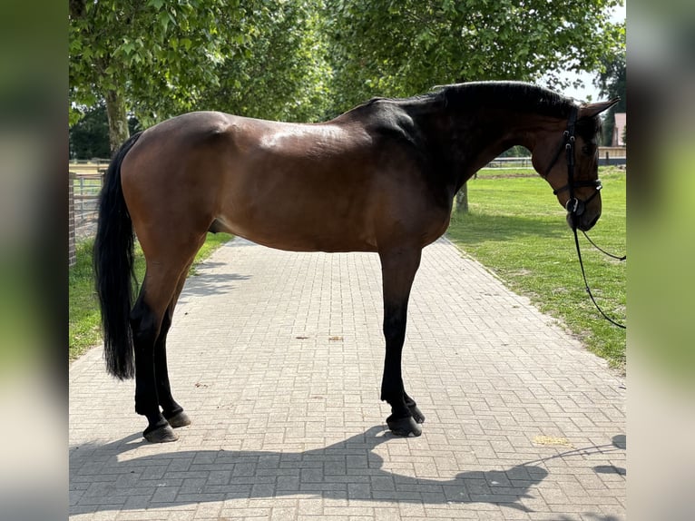 Caballo alemán Caballo castrado 9 años 170 cm Castaño in Nordwalde