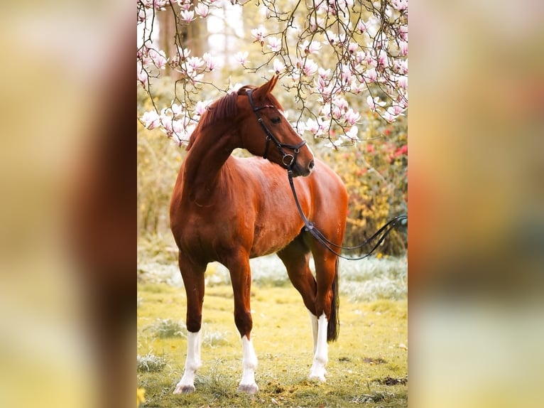 Caballo alemán Caballo castrado 9 años 172 cm Alazán in Dorsten