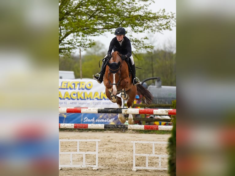 Caballo alemán Caballo castrado 9 años 172 cm Alazán in Dorsten