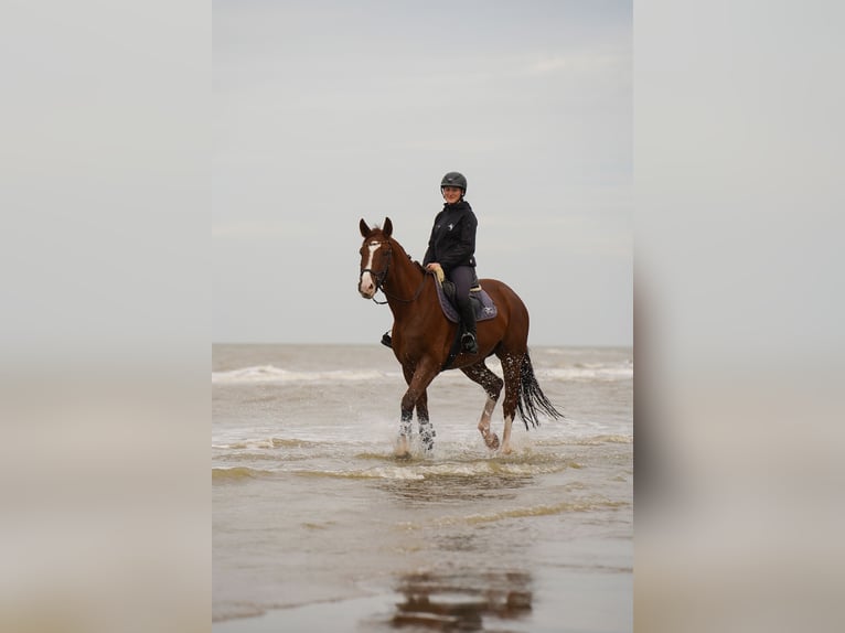 Caballo alemán Caballo castrado 9 años 172 cm Alazán in Dorsten