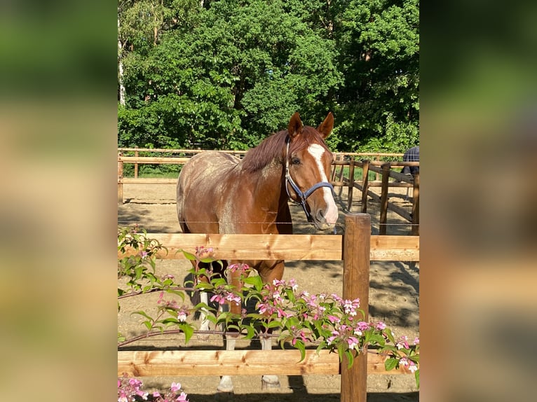 Caballo alemán Caballo castrado 9 años 172 cm Alazán in Dorsten