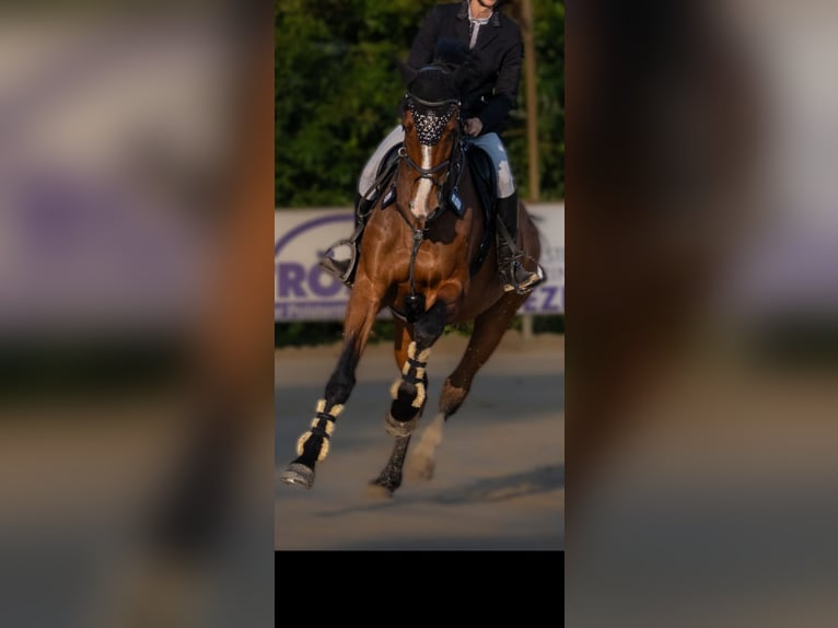 Caballo alemán Caballo castrado 9 años 172 cm Castaño in Markgröningen