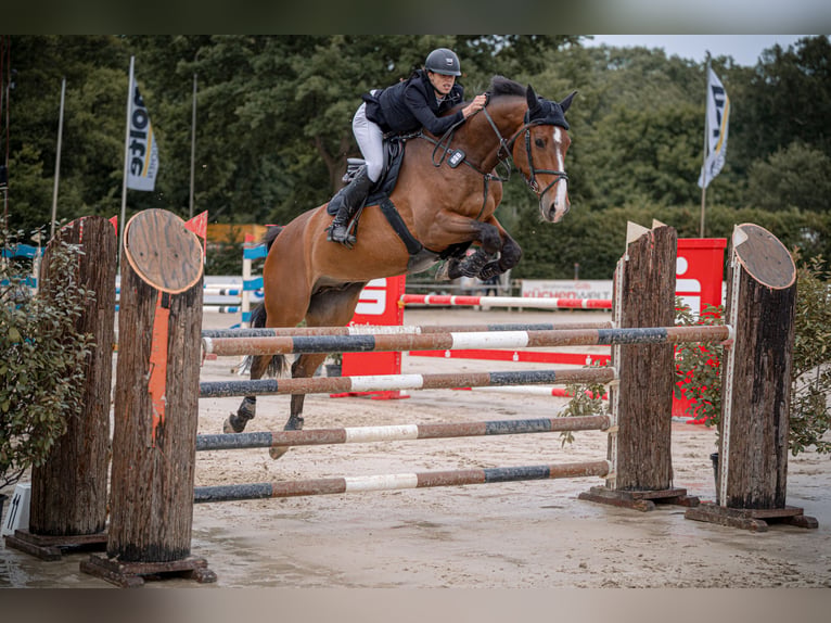 Caballo alemán Caballo castrado 9 años 172 cm Castaño in Markgröningen