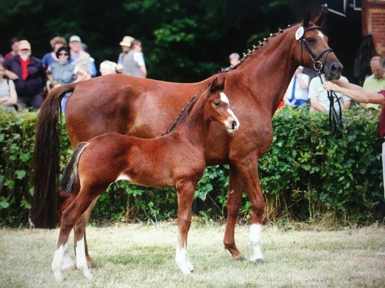 Caballo alemán Caballo castrado 9 años 173 cm Castaño in Sachsen