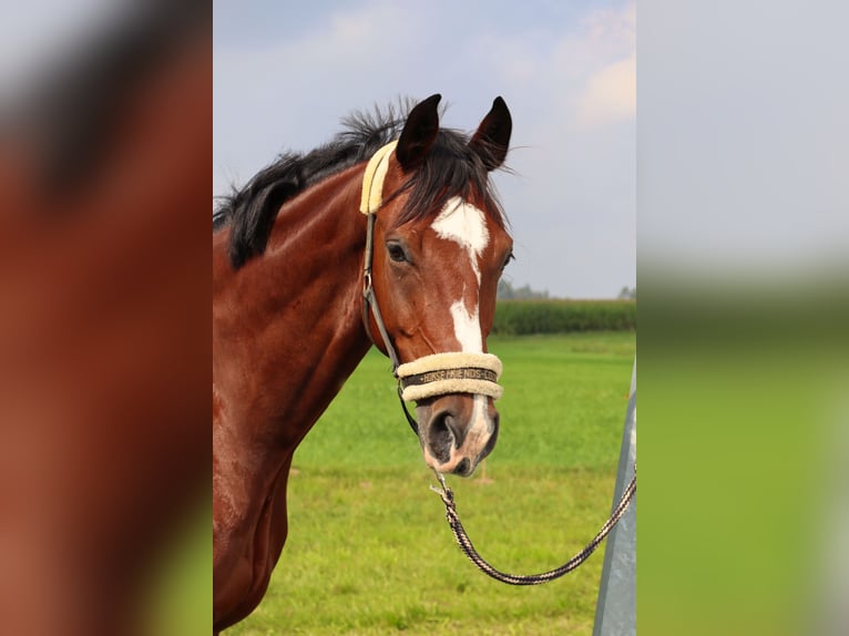 Caballo alemán Caballo castrado 9 años 173 cm Castaño in Sachsen