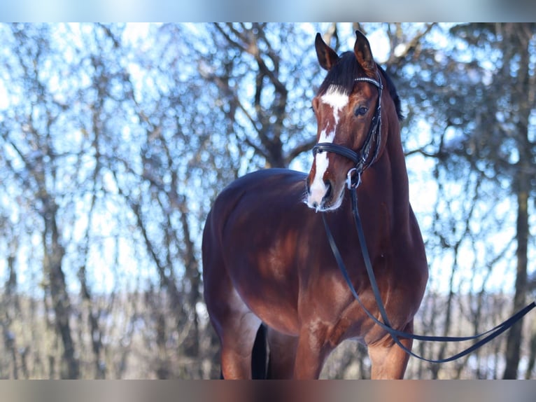 Caballo alemán Caballo castrado 9 años 173 cm Castaño in Sachsen