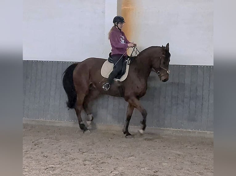 Caballo alemán Caballo castrado 9 años 175 cm Castaño in Buchhain