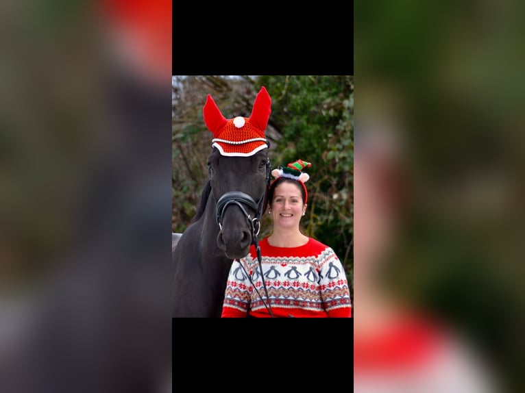 Caballo alemán Caballo castrado 9 años 178 cm Negro in Karlsruhe
