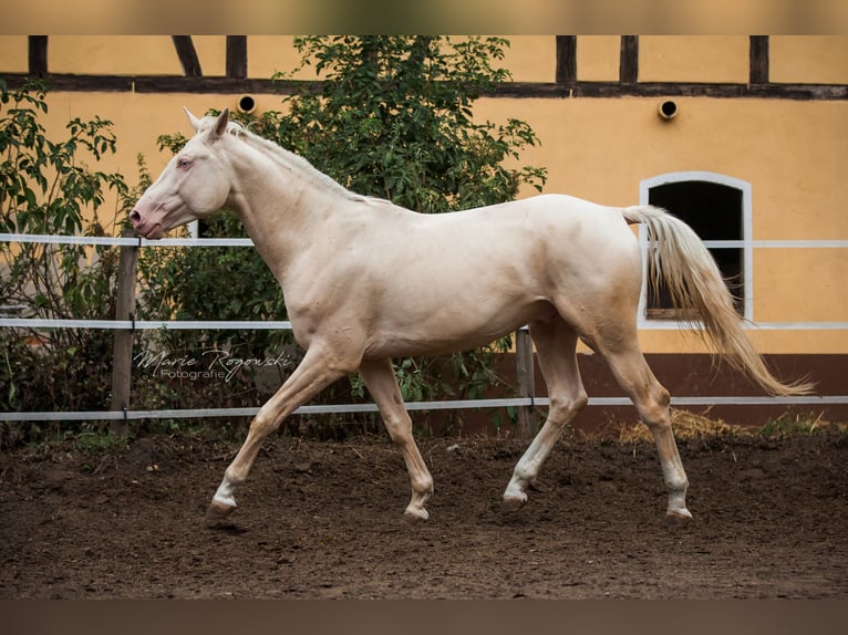 Caballo alemán Semental 10 años 173 cm Cremello in Beaumont-Pied-de-Buf