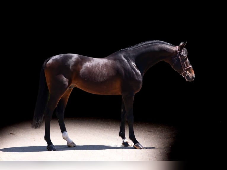Caballo alemán Semental 11 años 167 cm Castaño in Zülpich