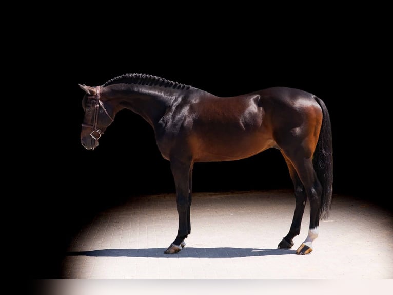 Caballo alemán Semental 11 años 167 cm Castaño in Zülpich