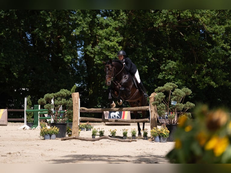 Caballo alemán Semental 11 años 167 cm Castaño in Zülpich