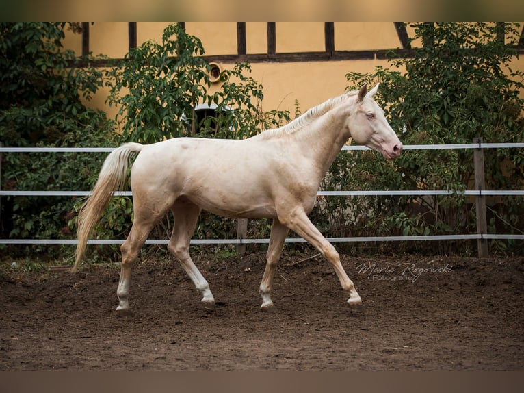 Caballo alemán Semental 11 años 173 cm Cremello in Beaumont-Pied-de-Buf