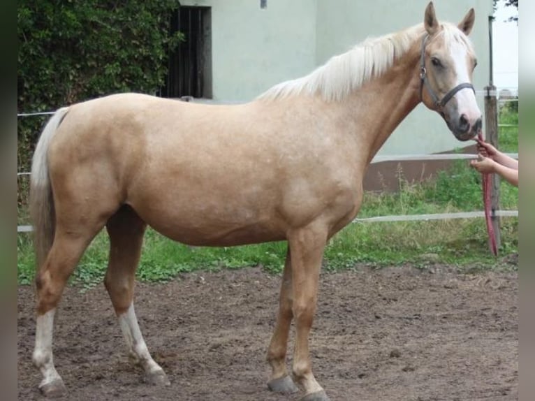 Caballo alemán Semental 16 años 162 cm Cremello in Beaumont pied-de-boeuf