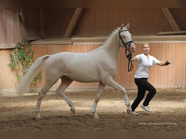 Caballo alemán Semental 16 años 162 cm Cremello in Beaumont pied-de-boeuf