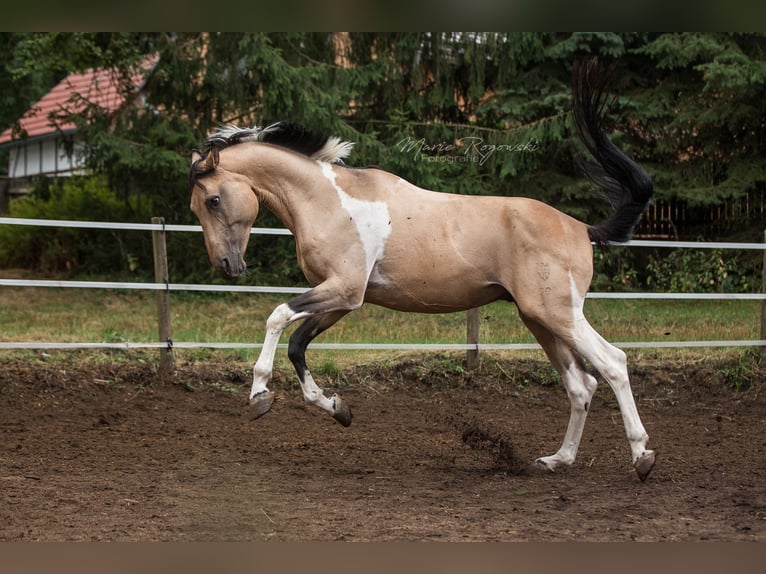 Caballo alemán Semental 18 años 165 cm Pío in Beaumont-Pied-de-Buf