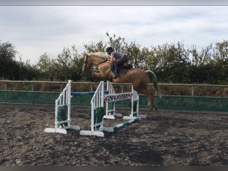 Caballo alemán Semental 19 años 164 cm Cremello in Buchhain