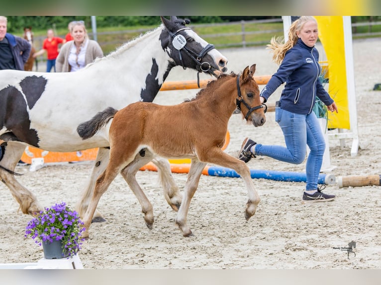 Caballo alemán Semental 1 año 142 cm Castaño oscuro in Varel Dangastermoor