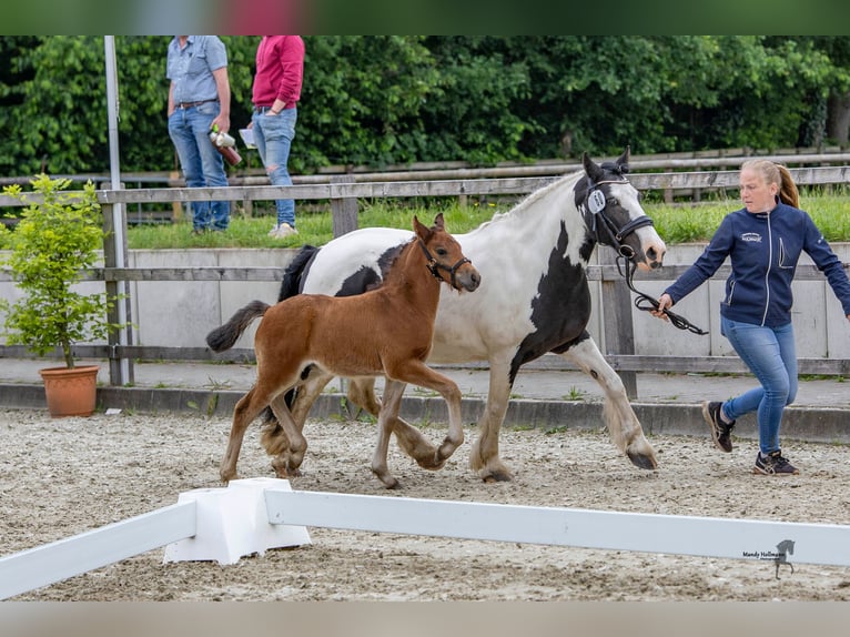 Caballo alemán Semental 1 año 142 cm Castaño oscuro in Varel Dangastermoor