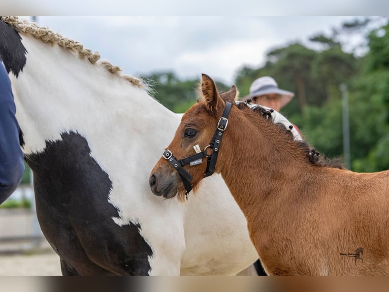 Caballo alemán Semental 1 año 142 cm Castaño oscuro in Varel Dangastermoor