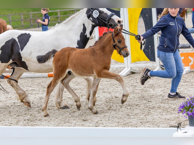 Caballo alemán Semental 1 año 142 cm Castaño oscuro in Varel Dangastermoor