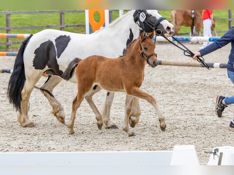 Caballo alemán Semental 1 año 142 cm Castaño oscuro in Varel Dangastermoor