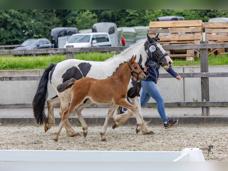 Caballo alemán Semental 1 año 142 cm Castaño oscuro in Varel Dangastermoor