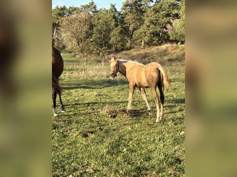 Caballo alemán Semental 1 año 165 cm Alazán in Niederer Fäming