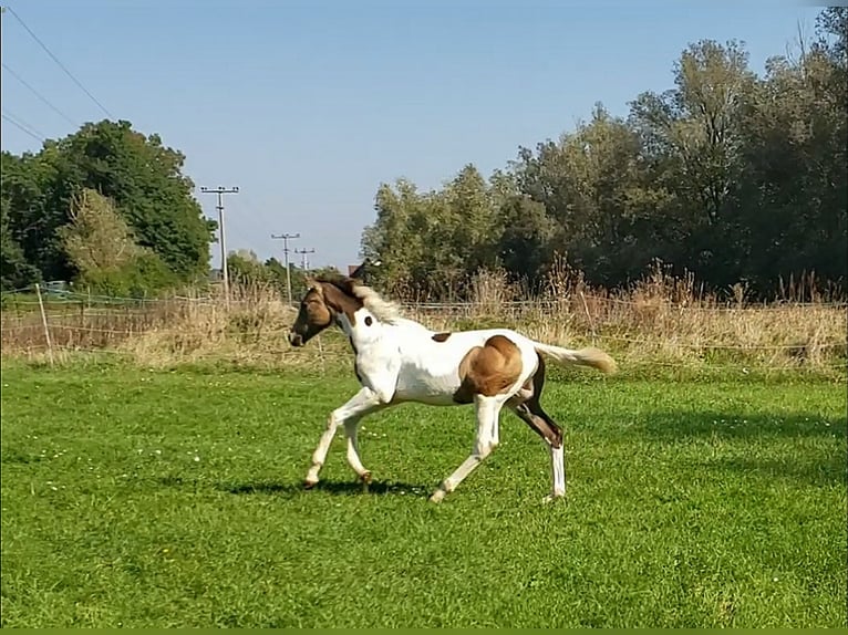 Caballo alemán Semental 1 año 165 cm Pío in Sugenheim