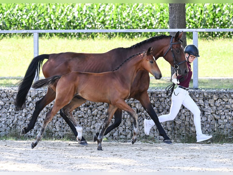 Caballo alemán Semental 1 año 167 cm Castaño in Königsmoos