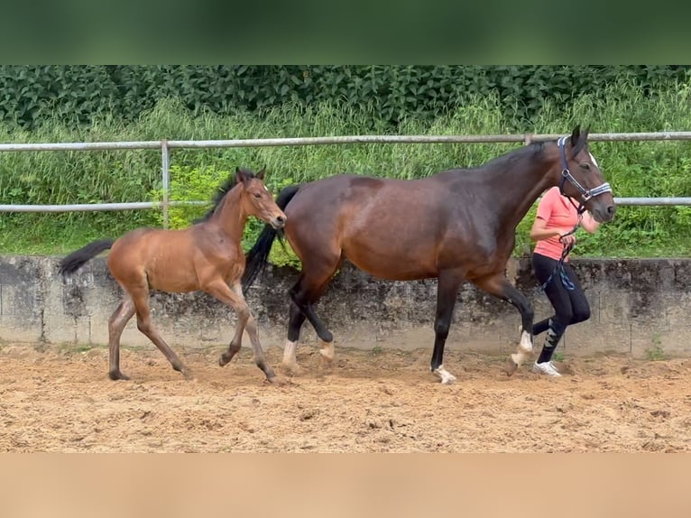 Caballo alemán Semental 1 año 168 cm Castaño in Wehringen