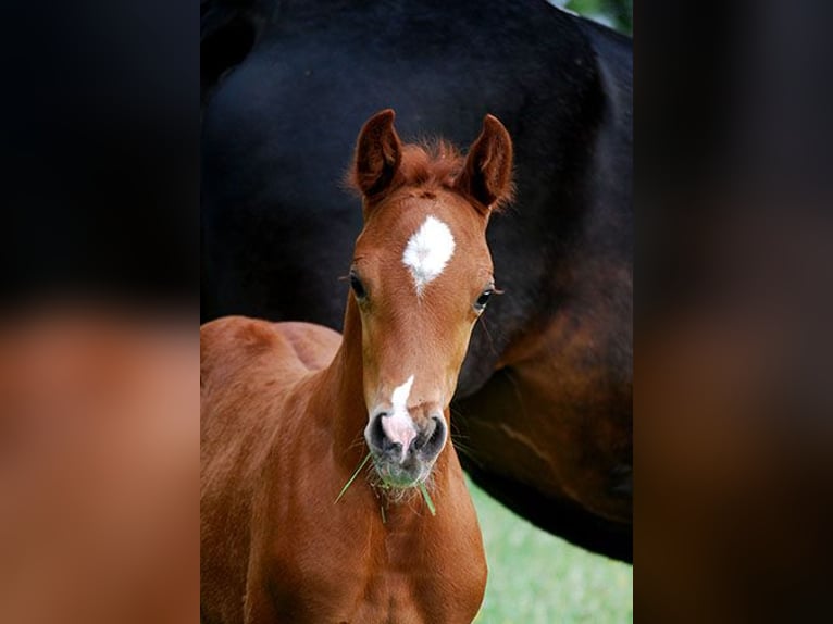 Caballo alemán Semental 1 año 169 cm Alazán-tostado in Börde-Hakel OT Etgersleben
