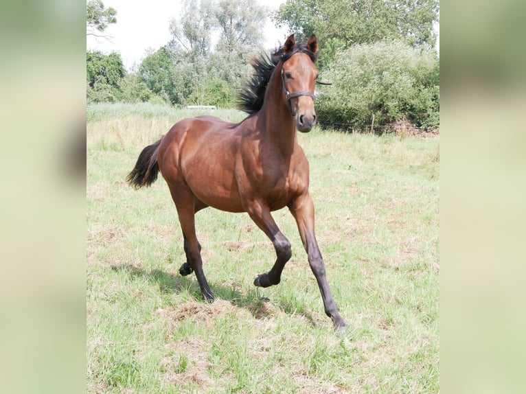 Caballo alemán Semental 1 año 169 cm Castaño in Seester