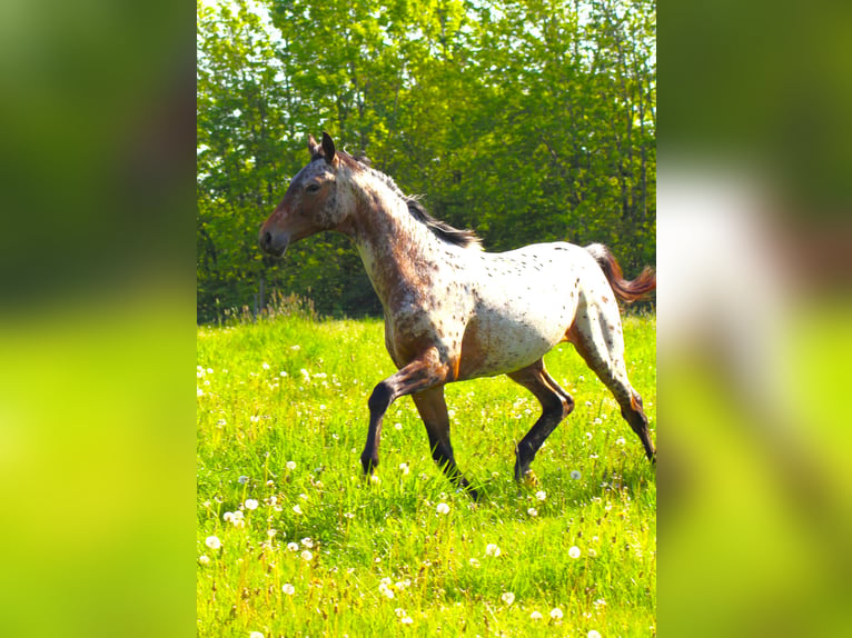 Caballo alemán Semental 1 año 170 cm Atigrado/Moteado in Hungenroth