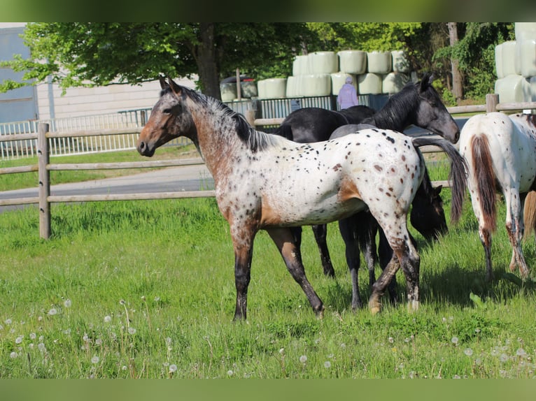 Caballo alemán Semental 1 año 170 cm Atigrado/Moteado in Hungenroth