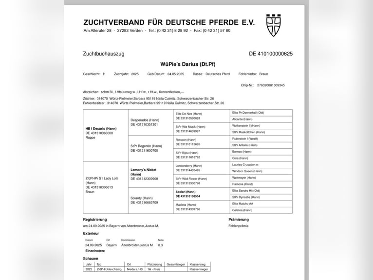 Caballo alemán Semental 1 año 170 cm Castaño in Naila