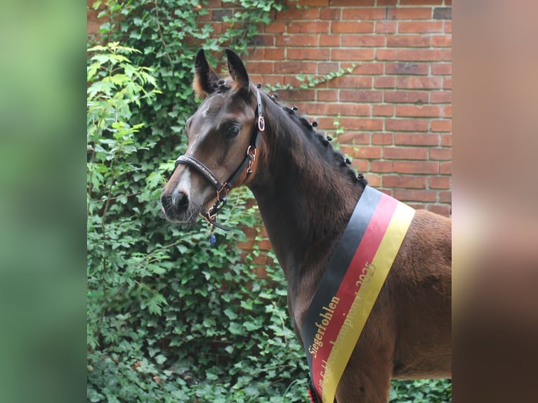 Caballo alemán Semental 1 año 170 cm Castaño in Naila