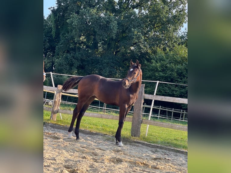 Caballo alemán Semental 1 año 170 cm Castaño in Westerstede