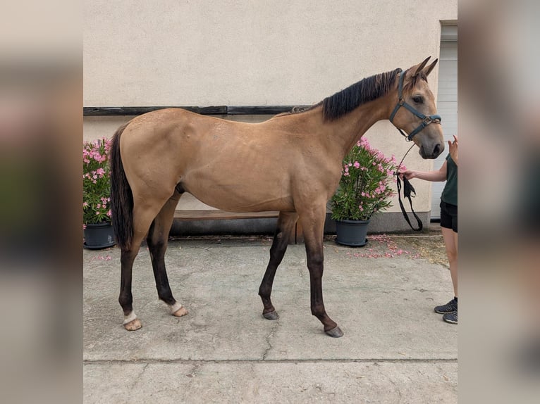 Caballo alemán Semental 1 año 175 cm Buckskin/Bayo in Buchhain