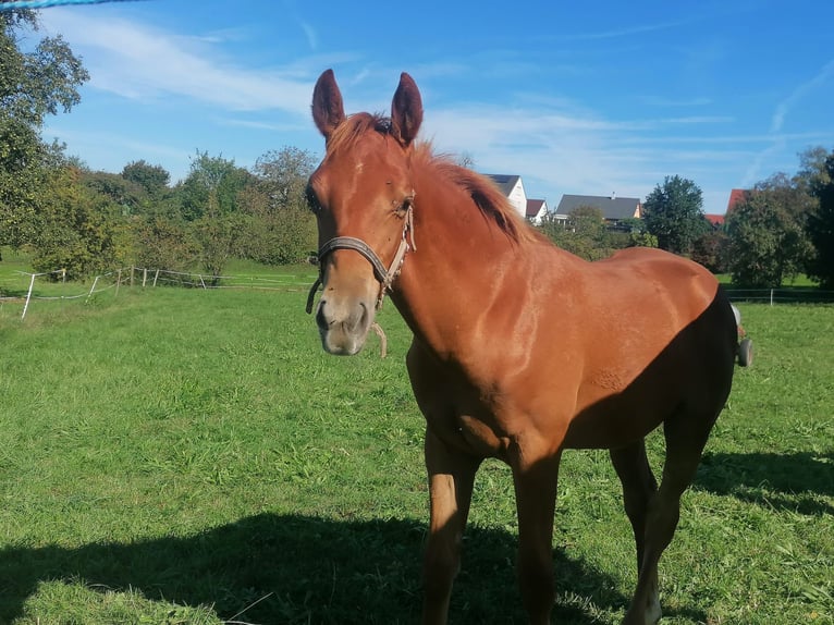 Caballo alemán Semental 1 año Alazán in Krumstedt