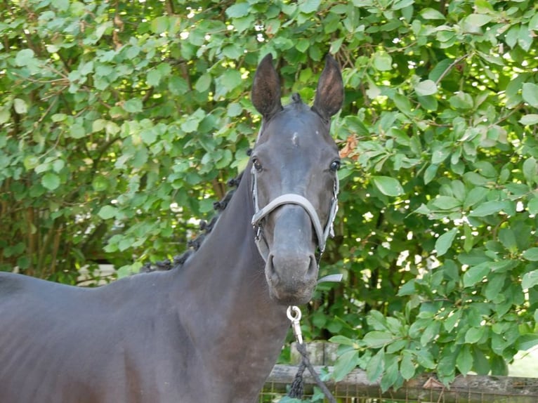 Caballo alemán Semental 2 años 155 cm in Dorsten