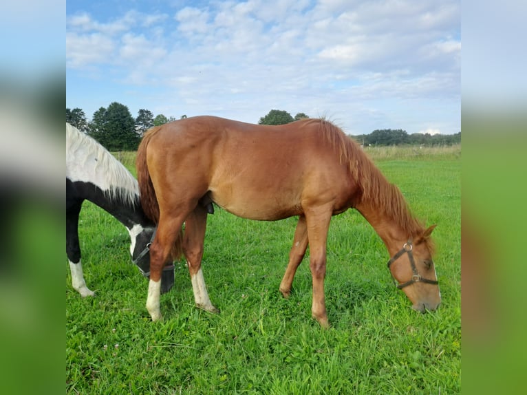 Caballo alemán Semental 2 años 158 cm Alazán in Paderborn